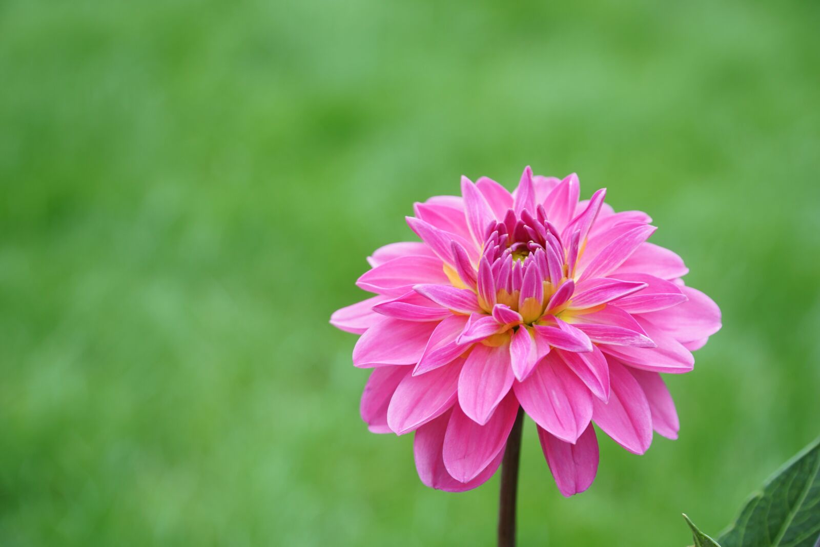 Sony a6000 + Sony E PZ 18-105mm F4 G OSS sample photo. Flower, pink, nature photography