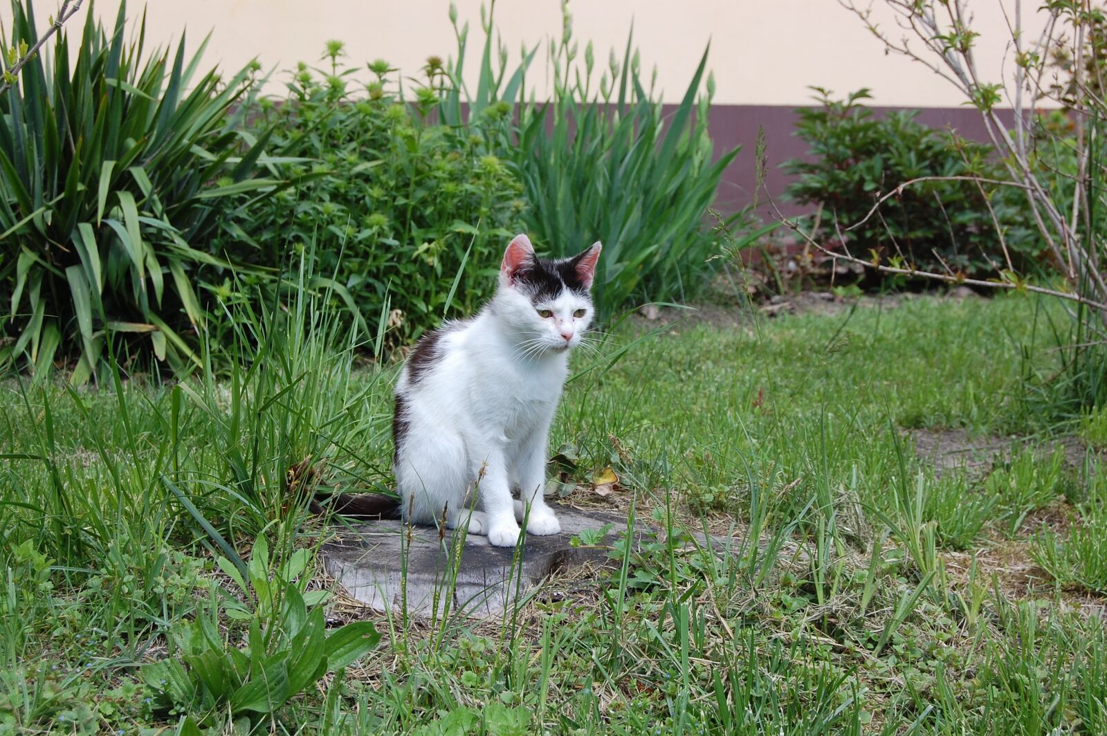 Nikon D40 sample photo. Cat, green, nature photography
