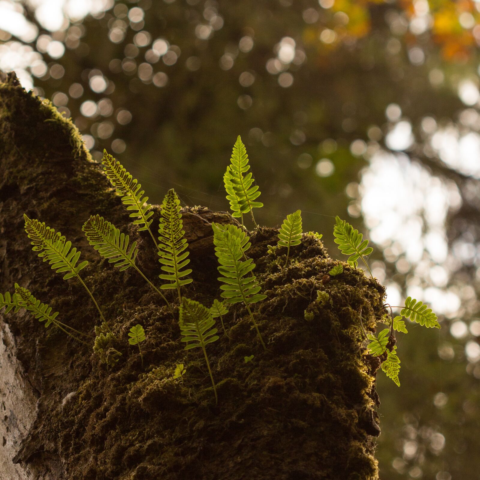 Canon EOS 600D (Rebel EOS T3i / EOS Kiss X5) + Canon EF 100mm F2.8 Macro USM sample photo. Fern, plant, nature photography