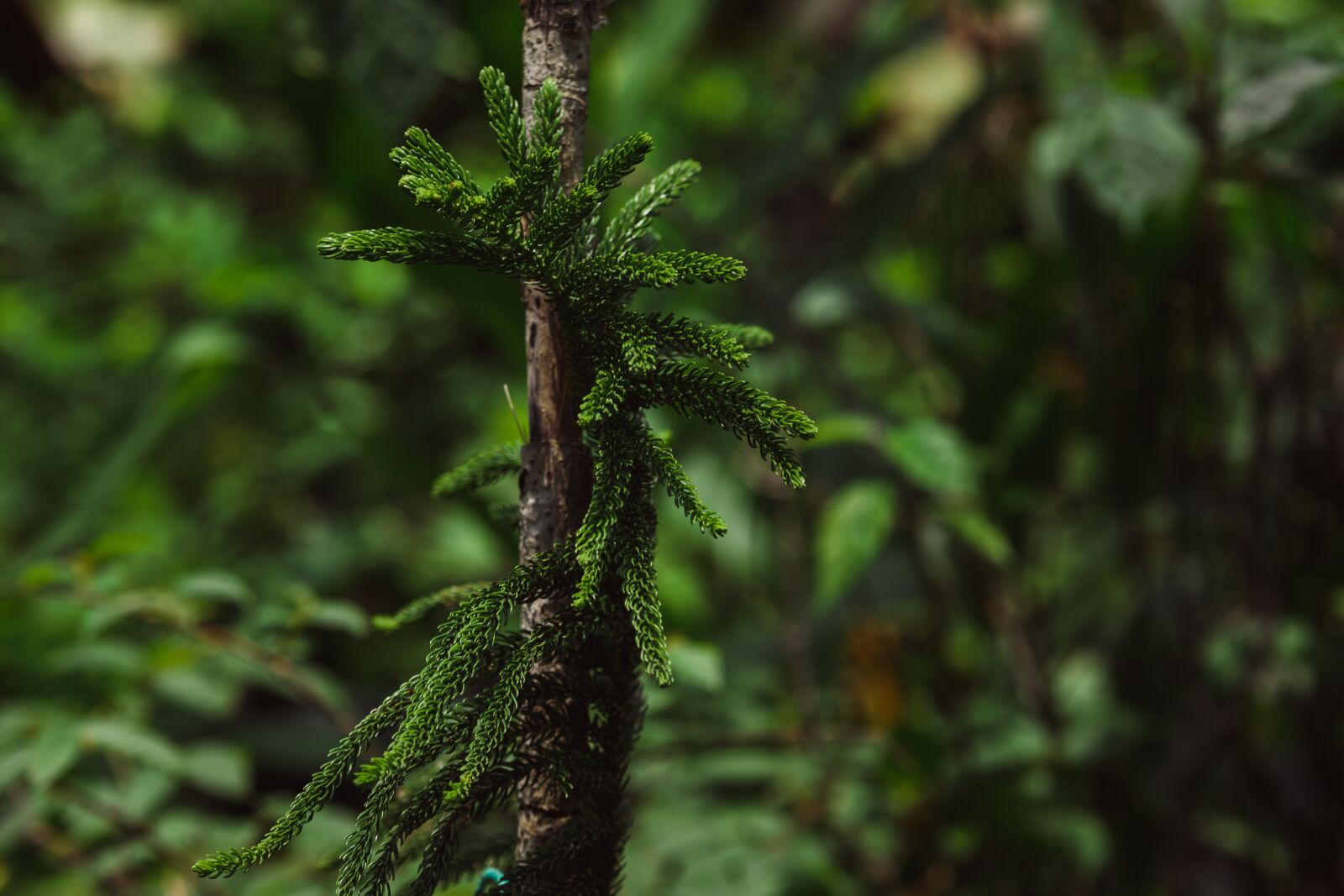 Nikon D5600 sample photo. Fern, pine, greenery photography