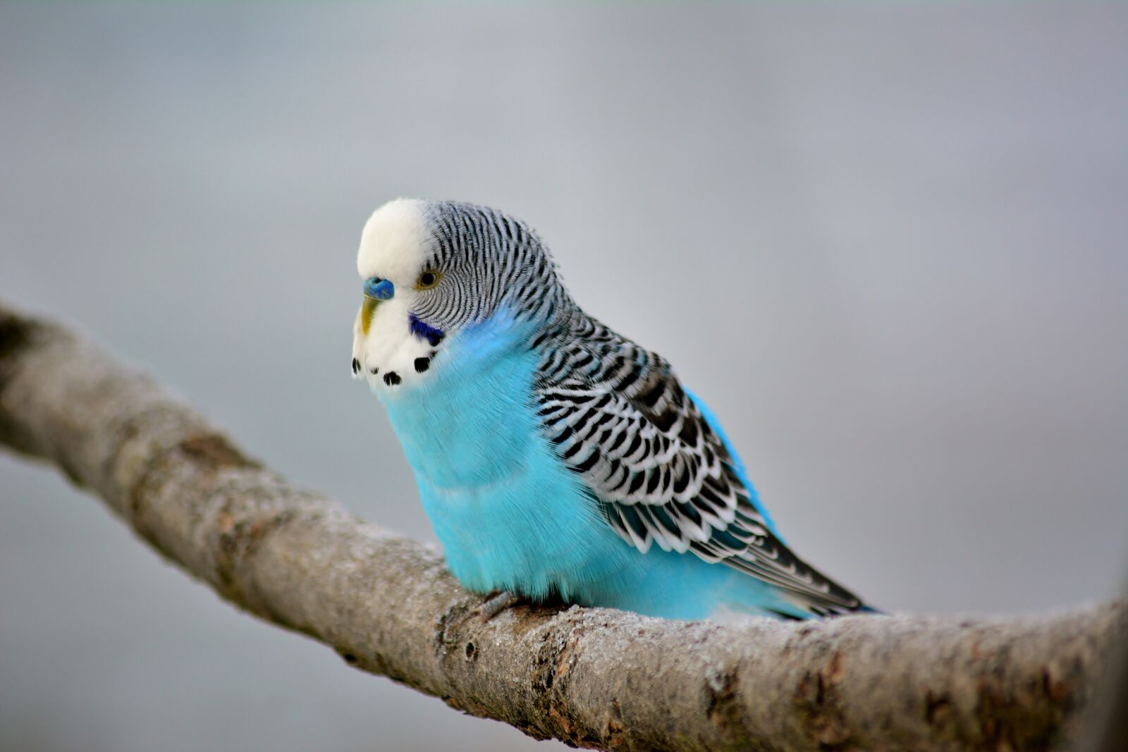 Nikon D5200 sample photo. Budgie, exot, close up photography
