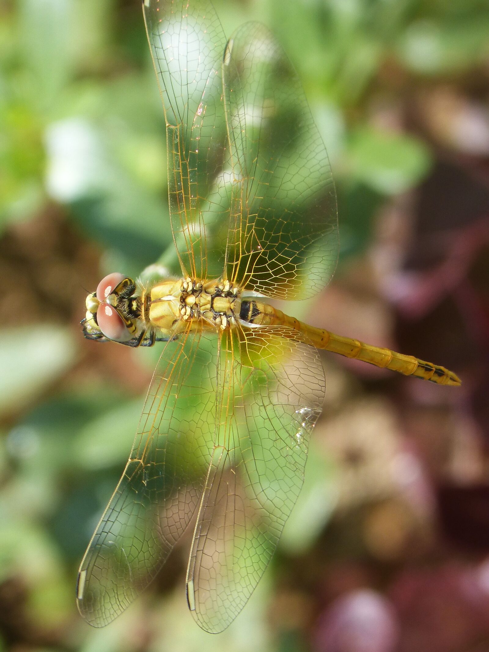 Panasonic DMC-FZ62 sample photo. Dragonfly, yellow dragonfly, cordulegaster photography