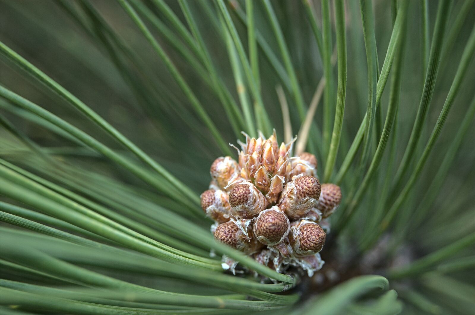 Nikon D40 sample photo. Pine, young cones, spring photography