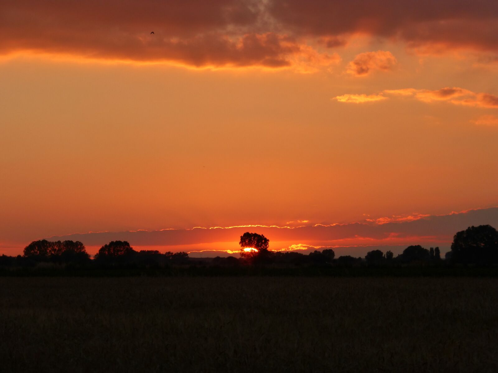 Panasonic Lumix DMC-ZS25 (Lumix DMC-TZ35) sample photo. Sunset, red, trees photography