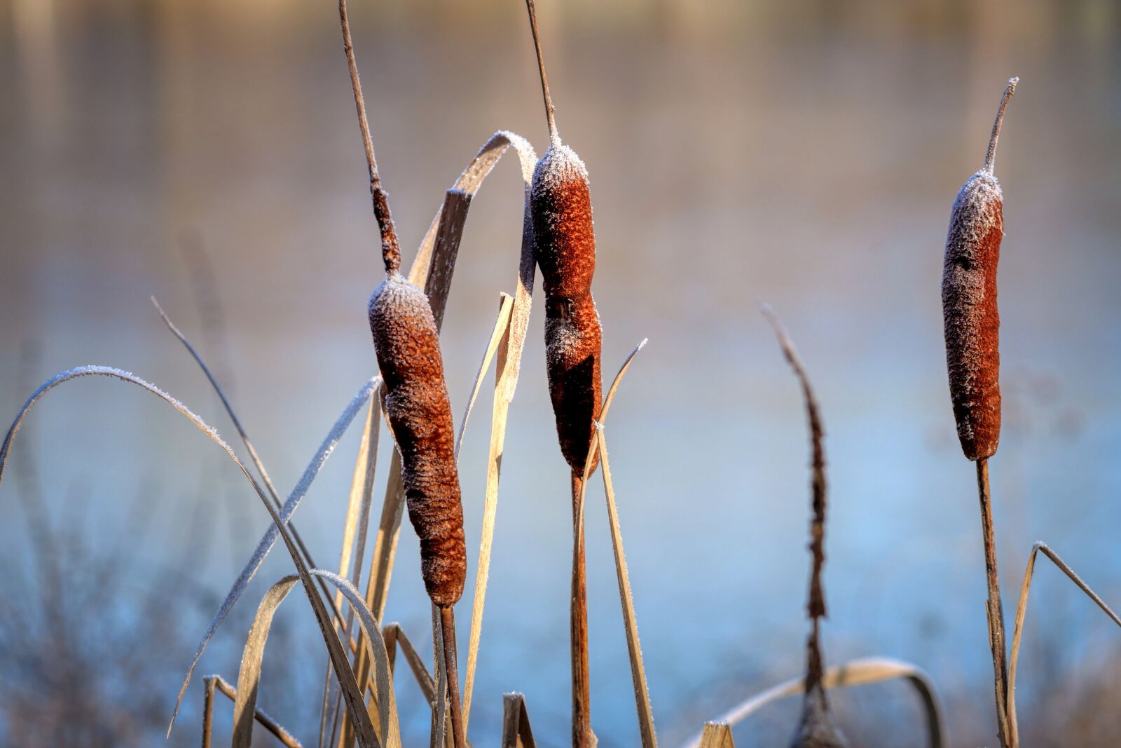 Panasonic Lumix DC-G90 (Lumix DC-G91) sample photo. Reed, hoarfrost, ice photography