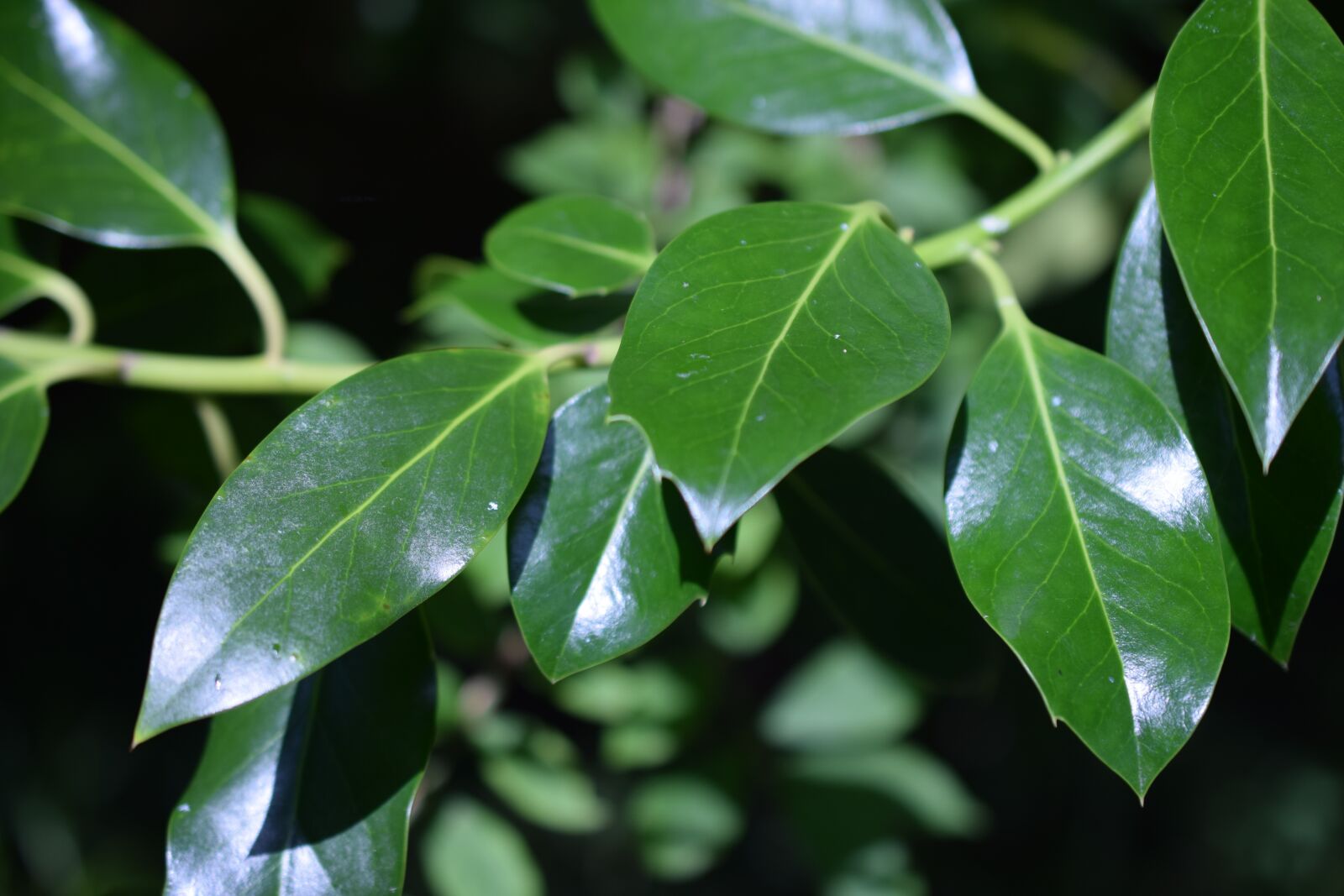 Nikon D3300 sample photo. Leaves, nature, prunus photography