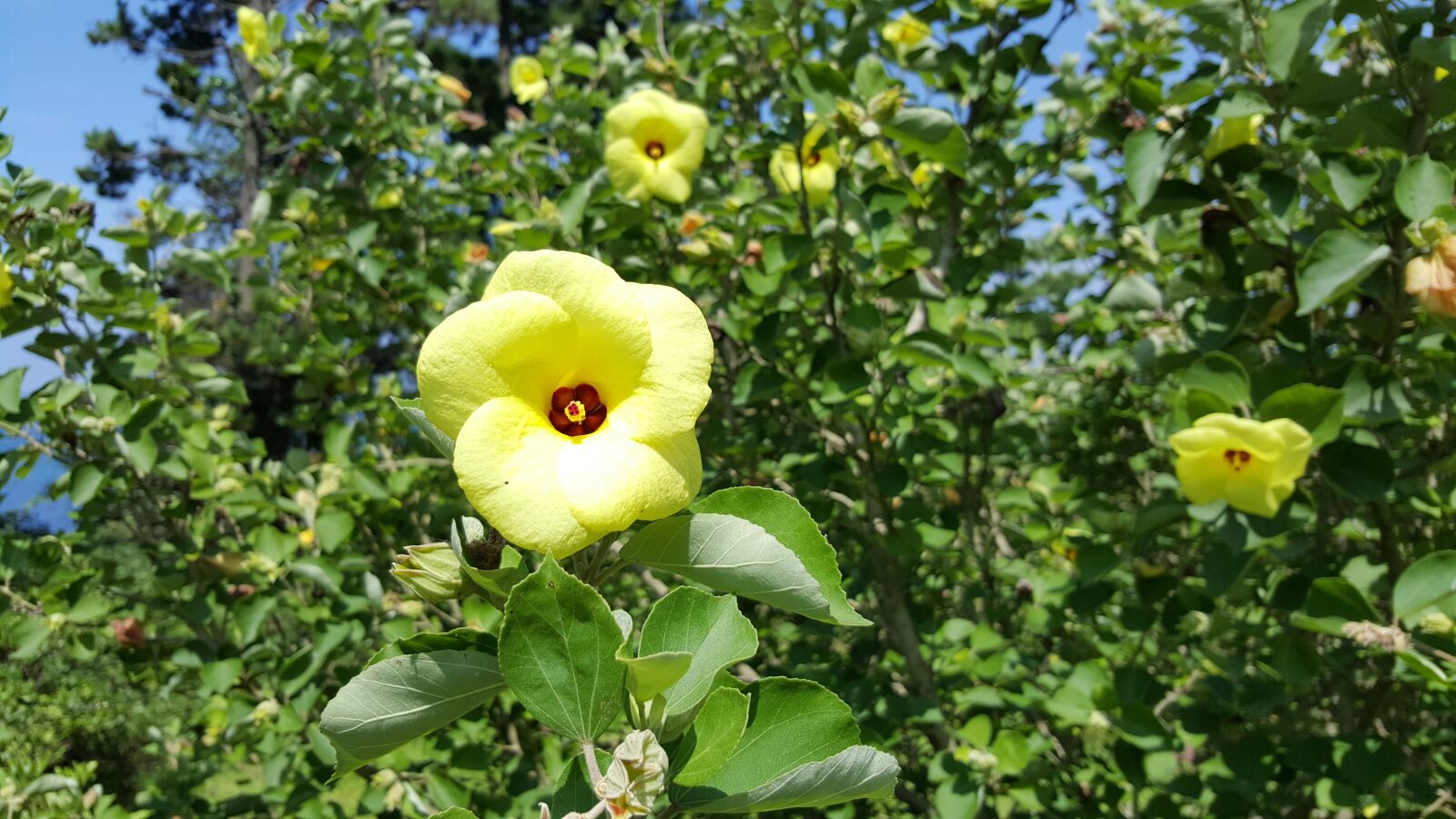 Samsung Galaxy Note5 sample photo. Autumn, in autumn, flower photography