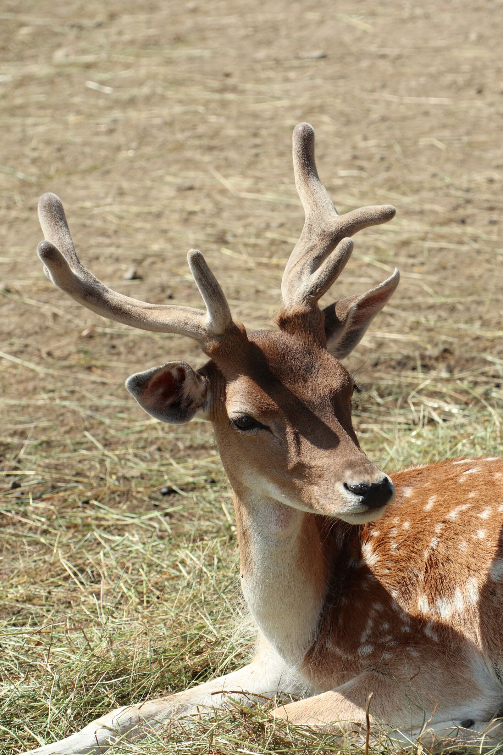 Canon EOS M6 sample photo. Daniel, animal, cervidae photography