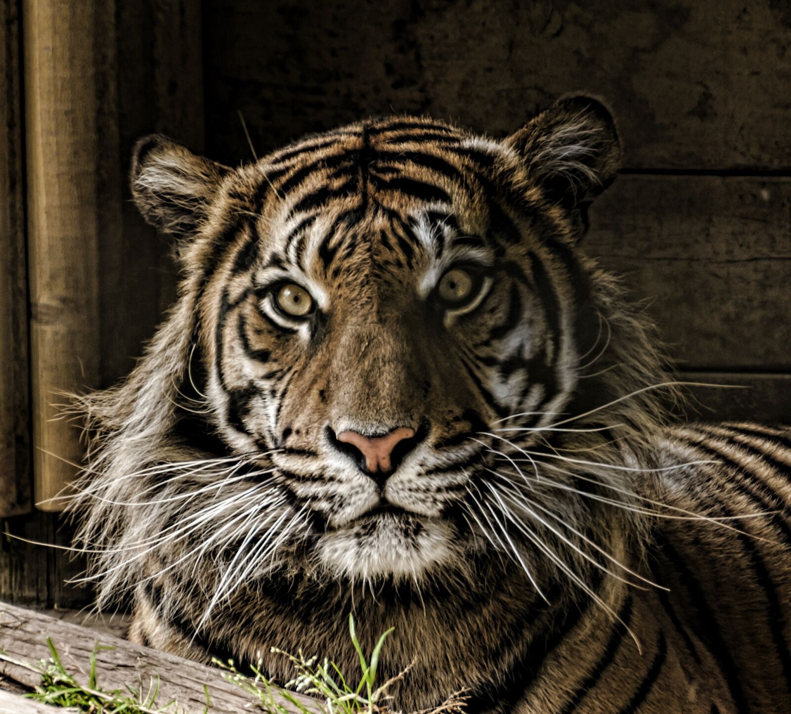 Nikon D300S sample photo. Tiger, eye, whiskers photography