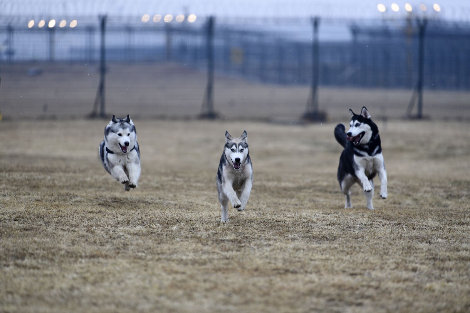 Nikon D5 sample photo. Animal, field, mammal photography