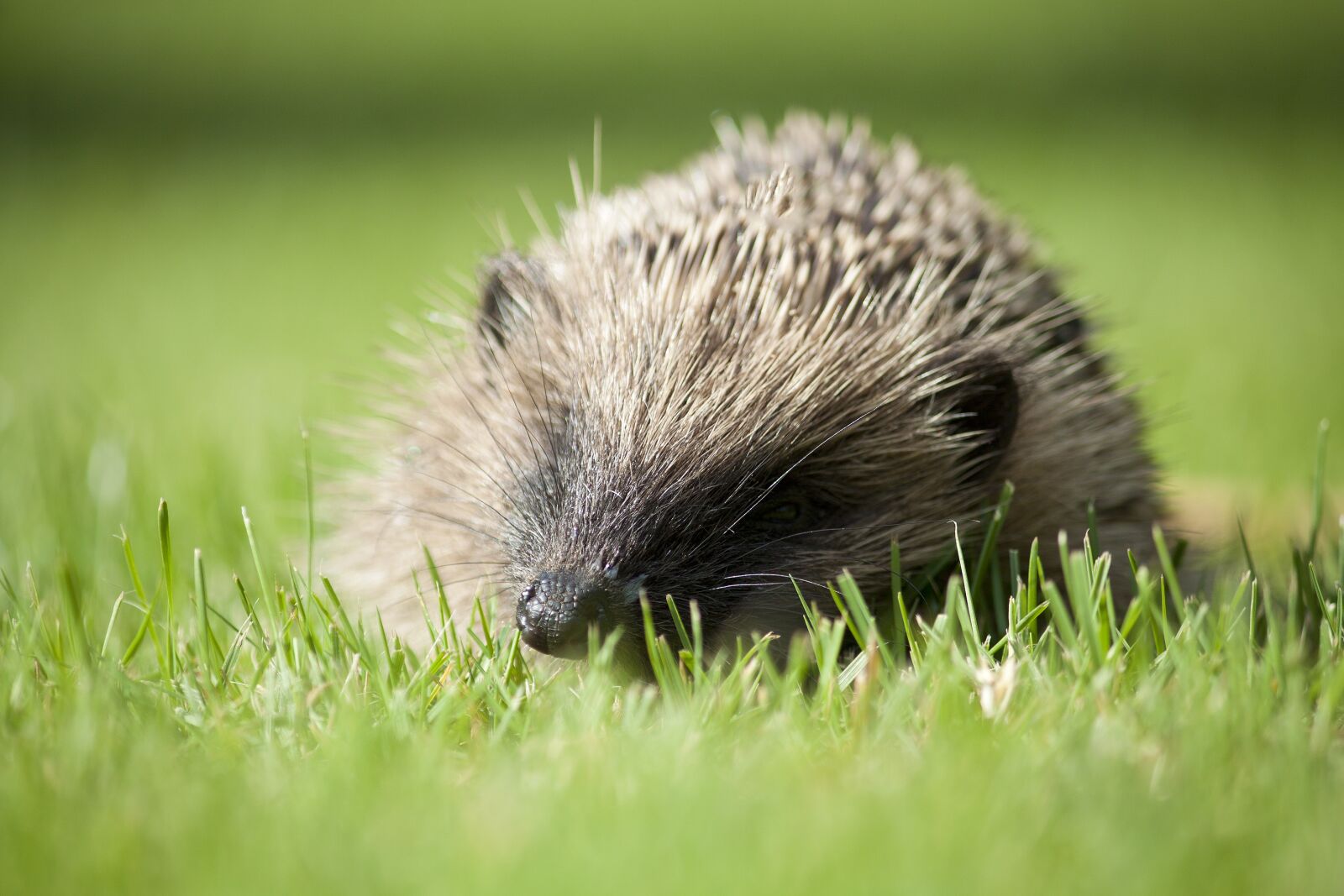 Canon EOS 50D sample photo. Hedgehog, english garden animal photography