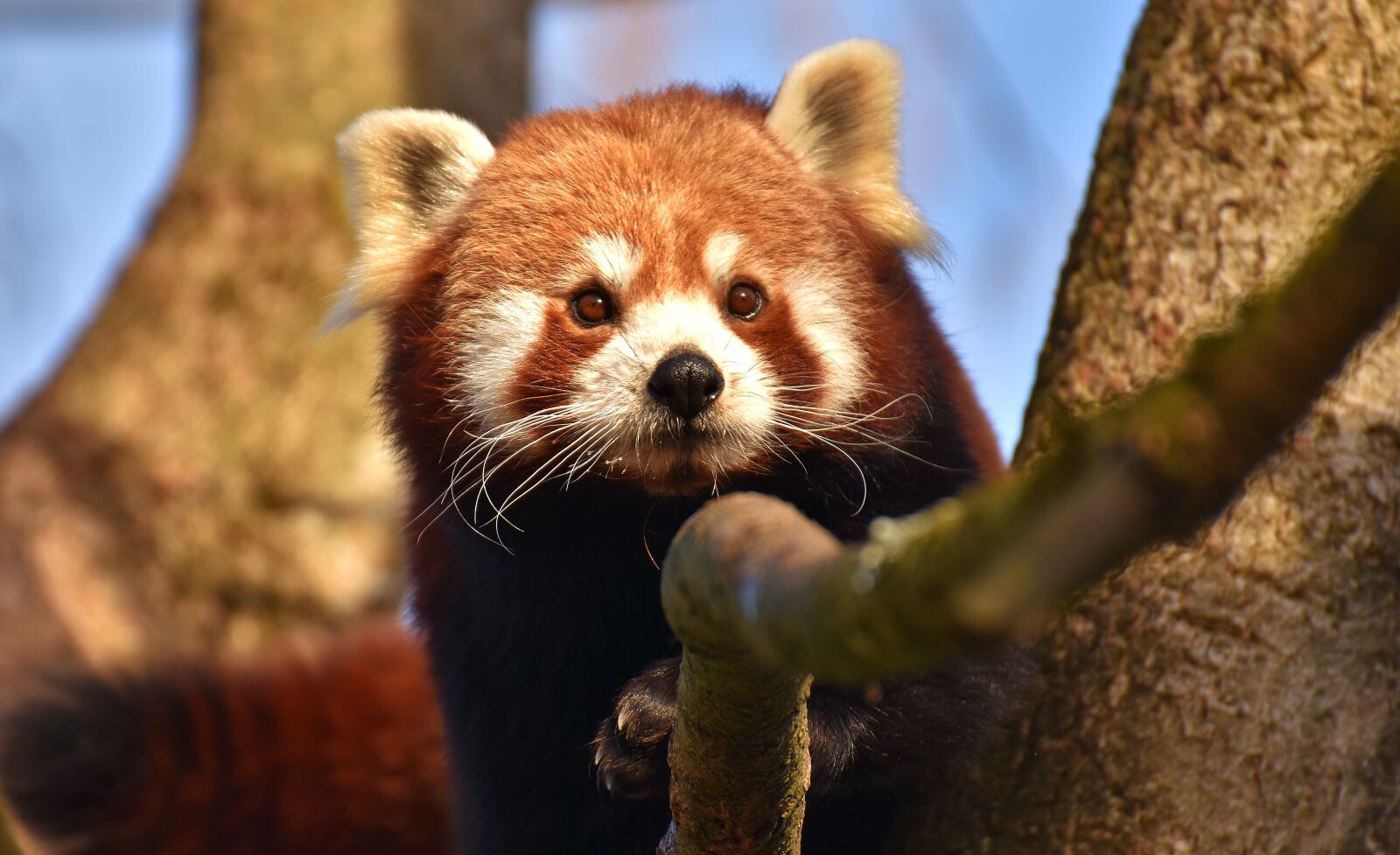 Nikon D7200 sample photo. Panda, red panda, bear photography