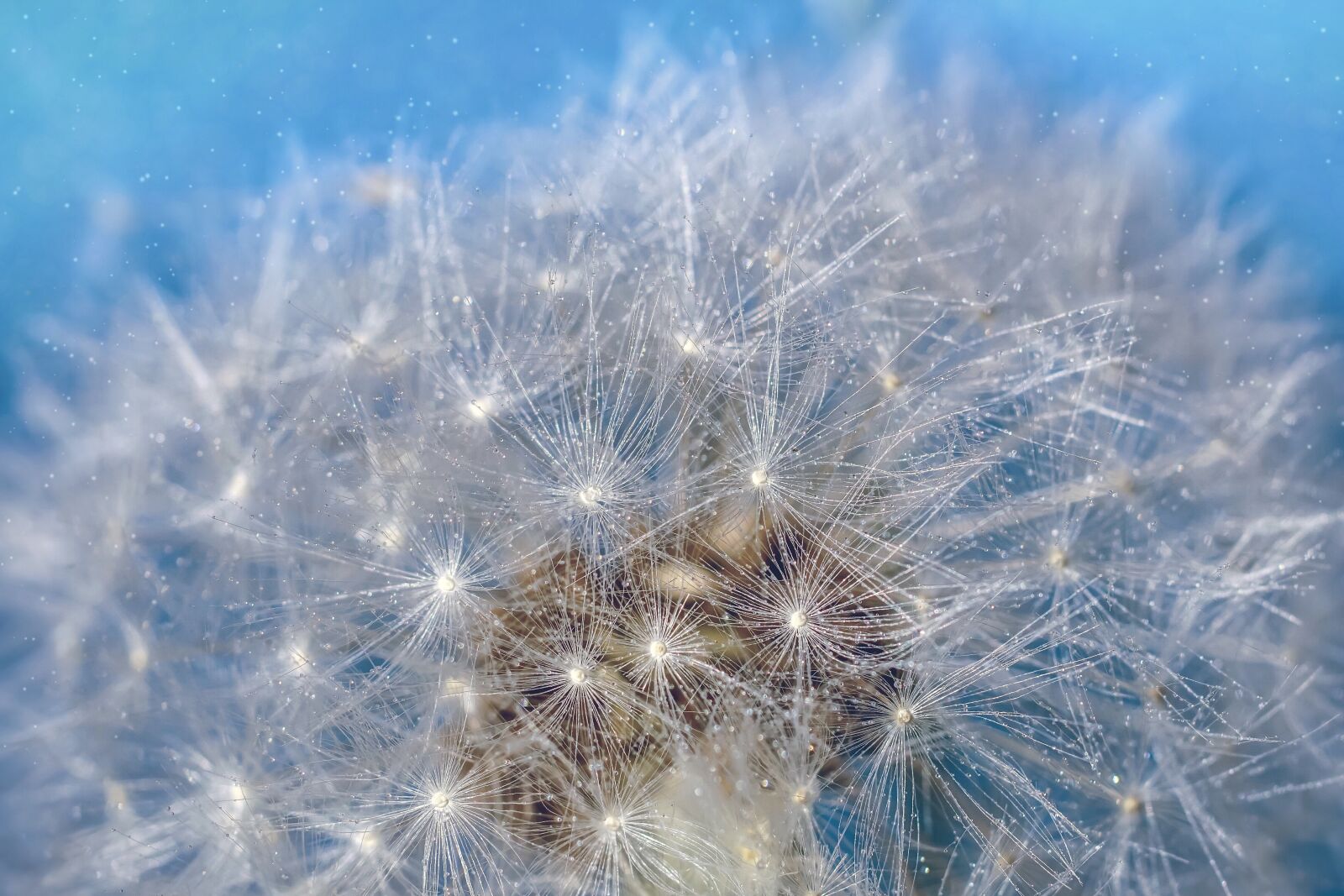 Sony ILCA-77M2 + Tamron SP AF 90mm F2.8 Di Macro sample photo. Dandelion, seeds, close up photography