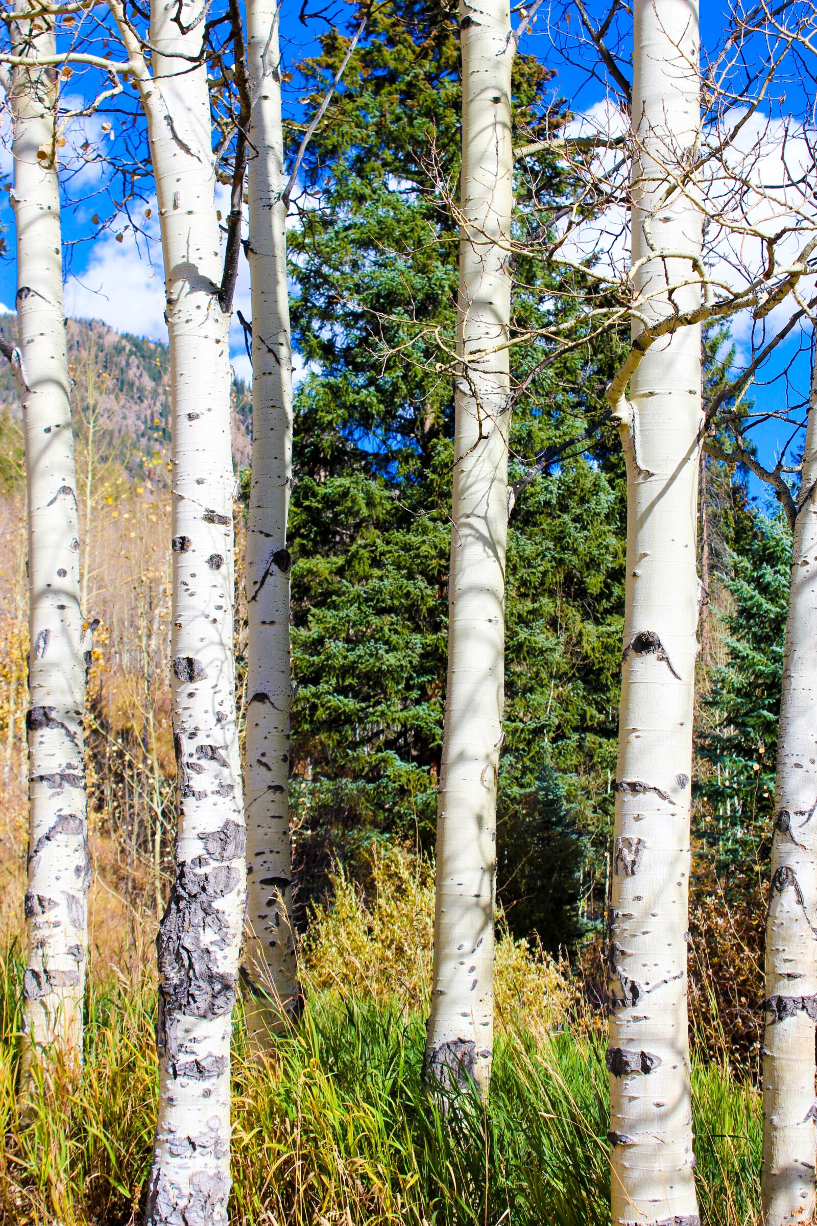 Canon EOS 1200D (EOS Rebel T5 / EOS Kiss X70 / EOS Hi) sample photo. Aspen, autumn, colorado photography
