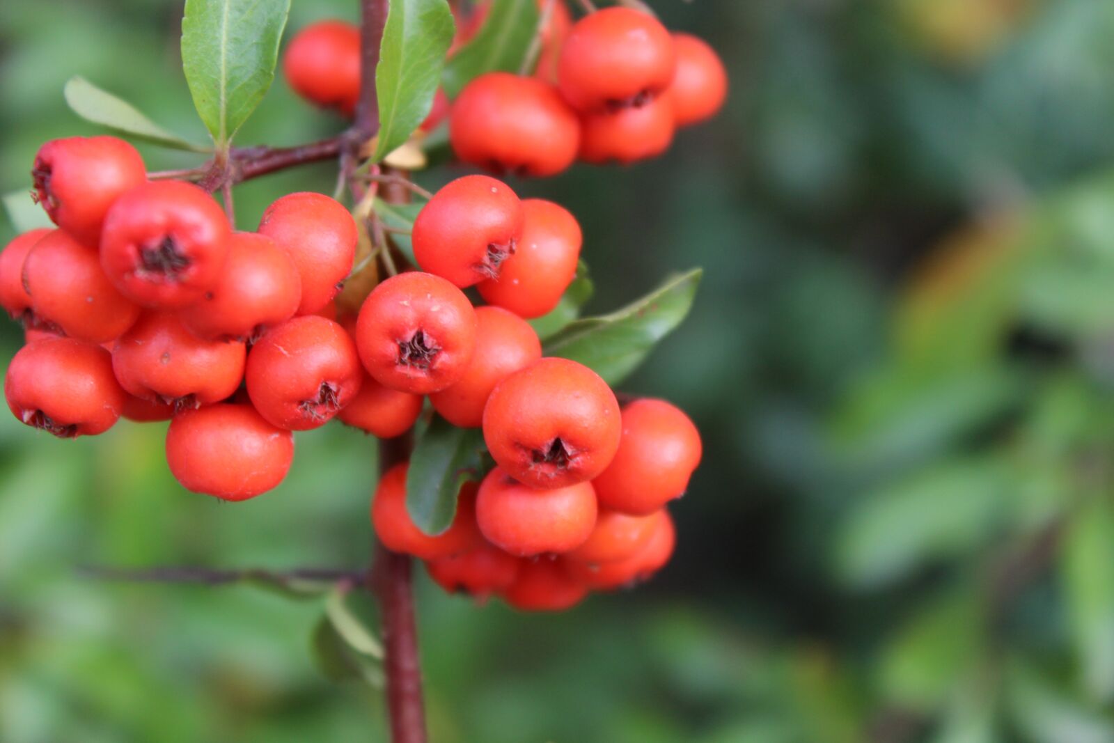 Canon EOS 4000D (EOS Rebel T100 / EOS 3000D) sample photo. Berry, plant, nature photography
