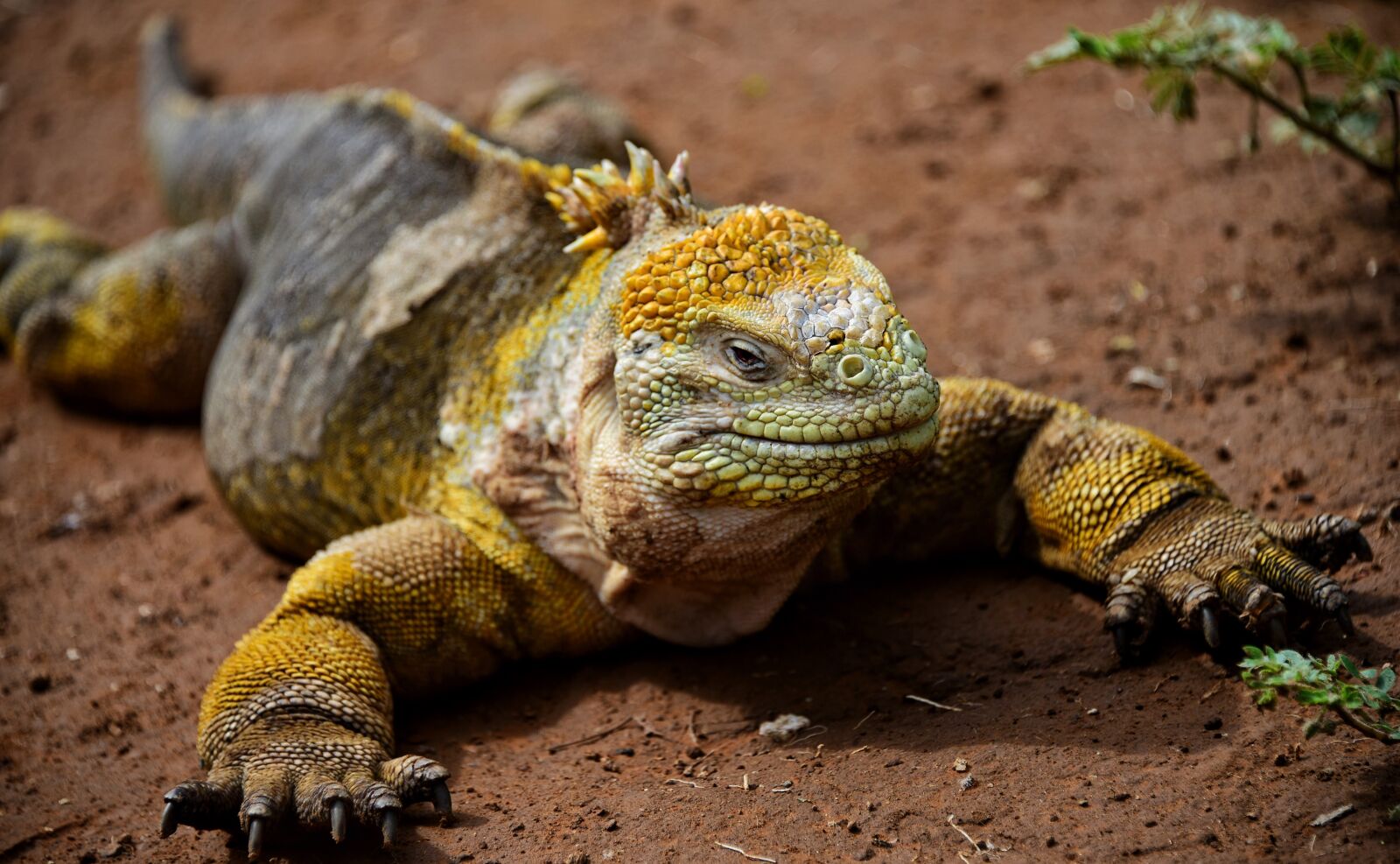 Nikon D810 sample photo. Land, iguana photography
