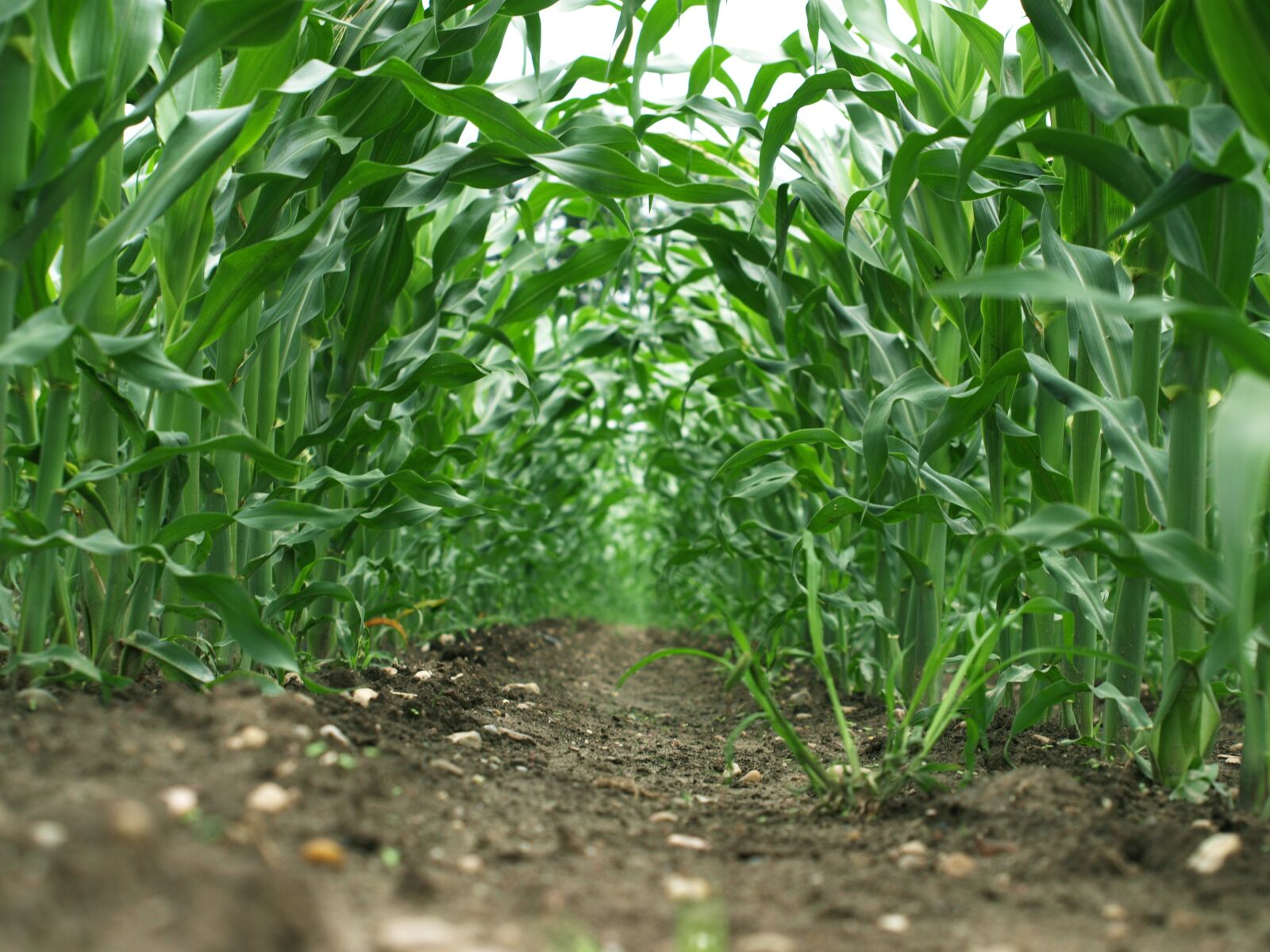 Olympus E-510 (EVOLT E-510) sample photo. Maize, field, green photography