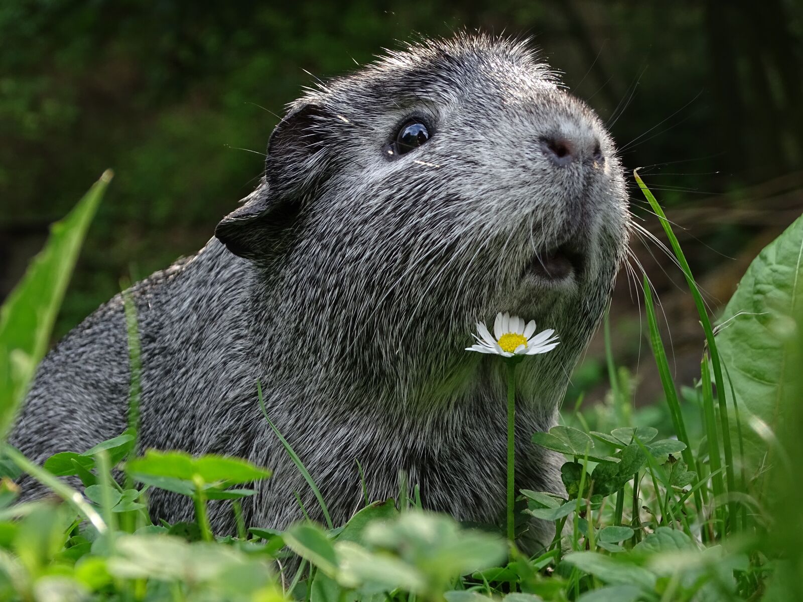 Sony Cyber-shot DSC-HX400V sample photo. Guinea-pig, cute, hairy photography