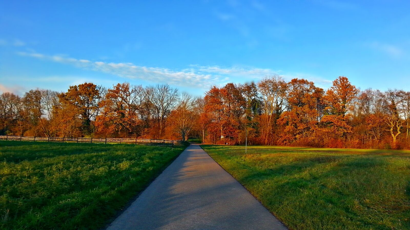 Samsung Galaxy S3 sample photo. Tree, the sun, meadow photography