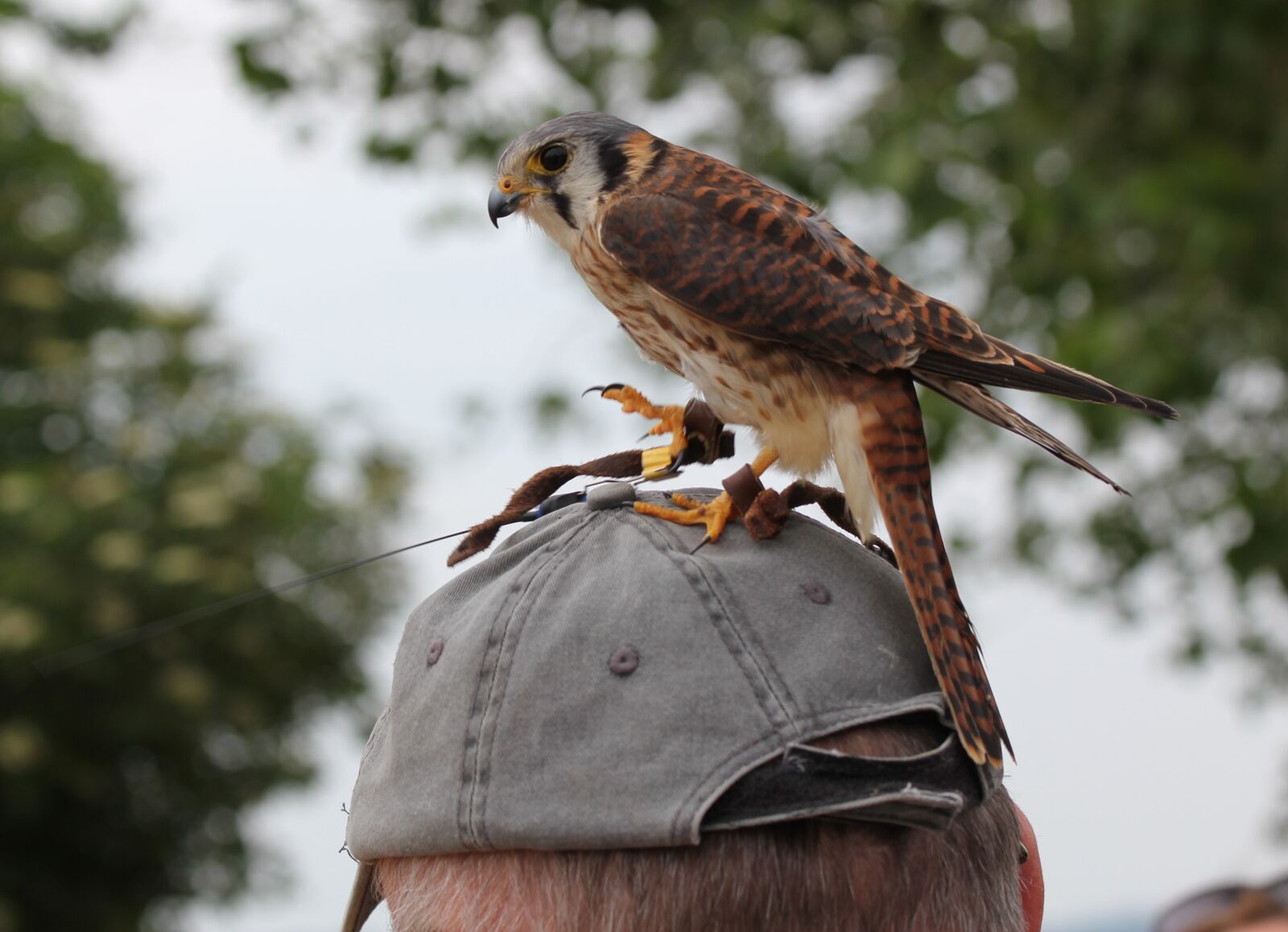 Canon EOS 550D (EOS Rebel T2i / EOS Kiss X4) sample photo. Kestrel, bird, predator photography