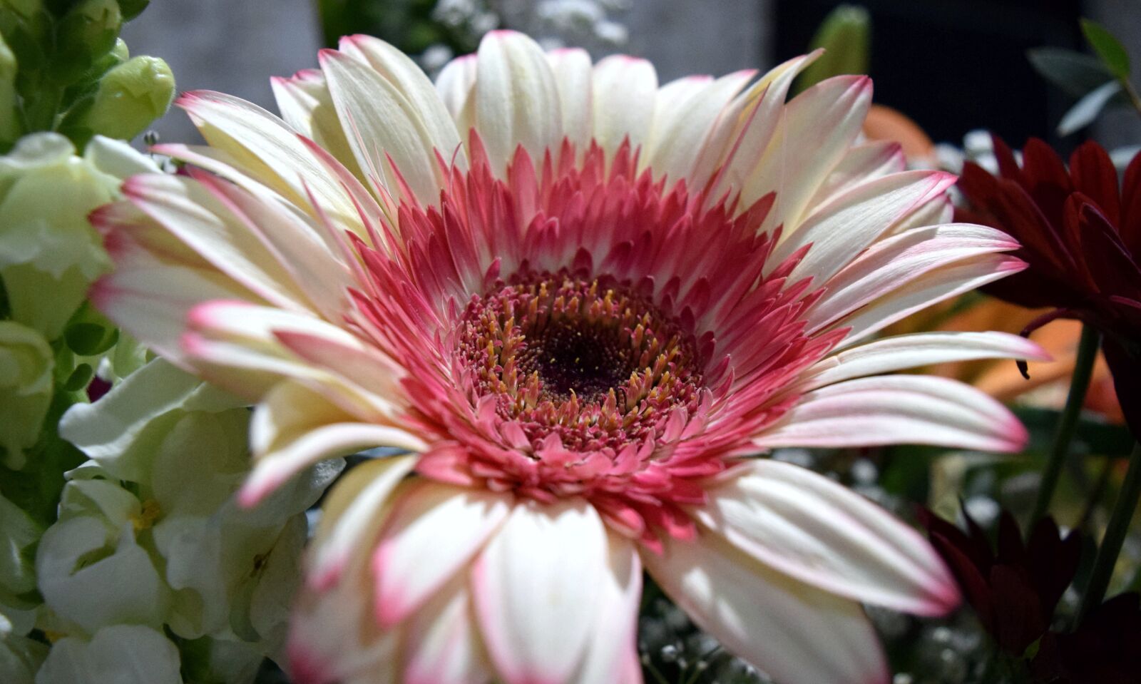Nikon D3300 sample photo. Flower, nature, romantic photography