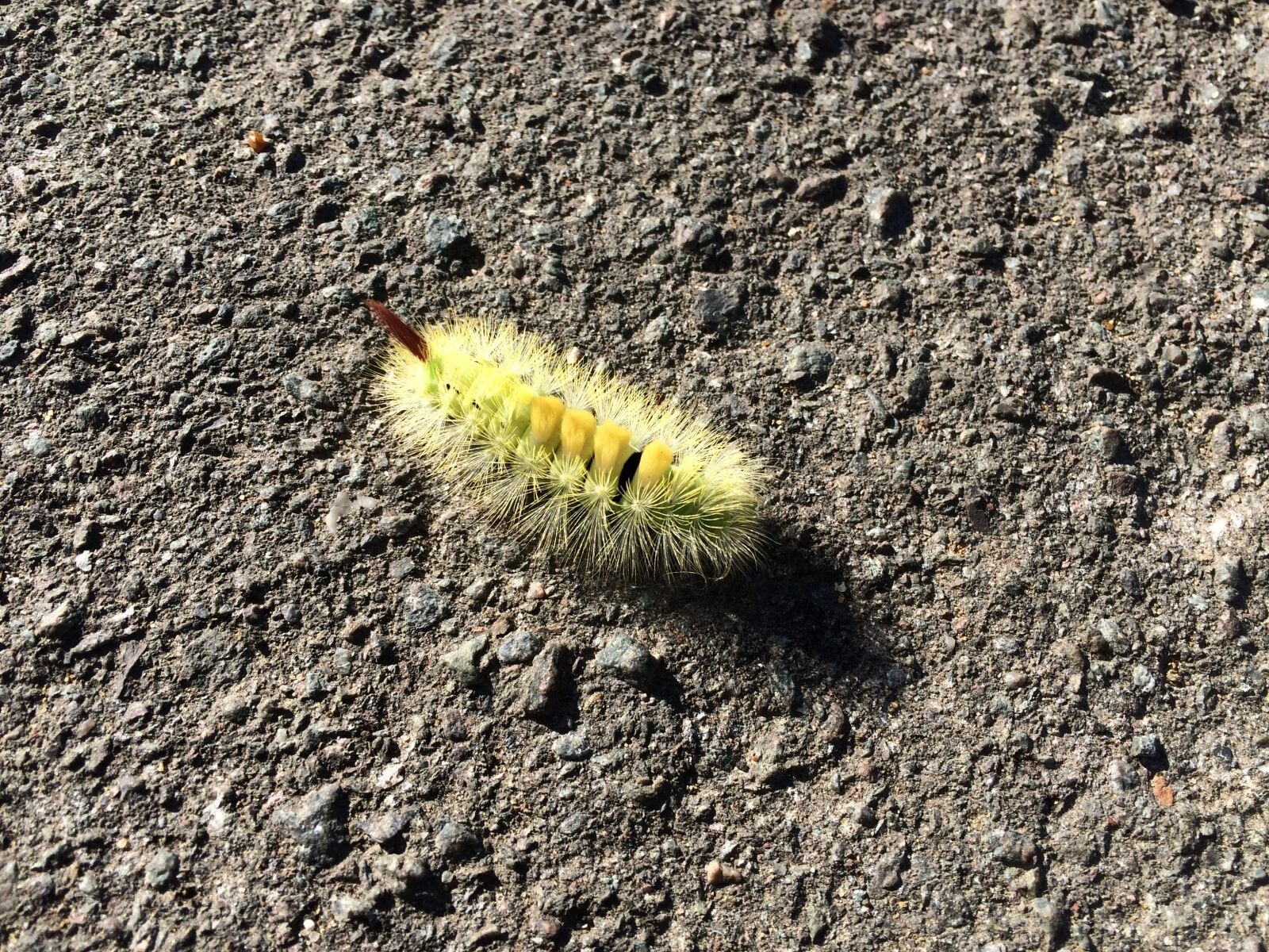 Apple iPhone 5s sample photo. Caterpillar, furry, nature photography