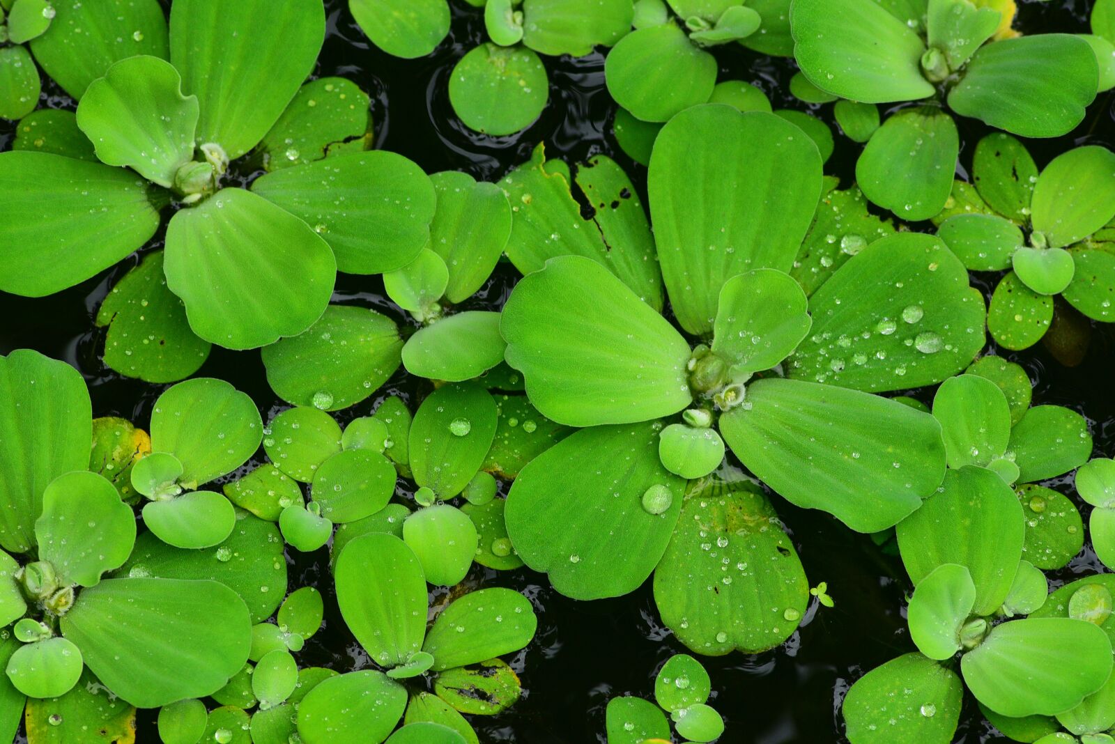 Nikon D750 sample photo. Brandy bottle, water lotus photography