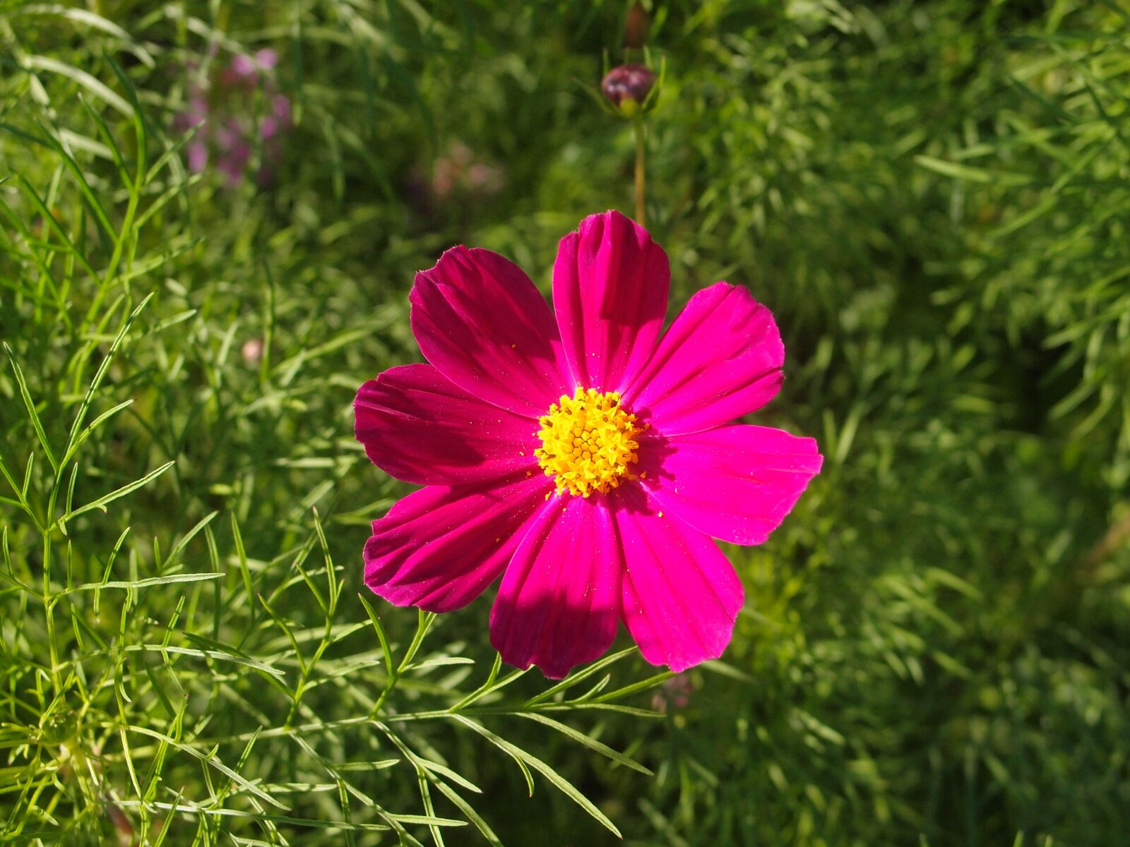 Olympus XZ-1 sample photo. Summer, flowers, flower bed photography