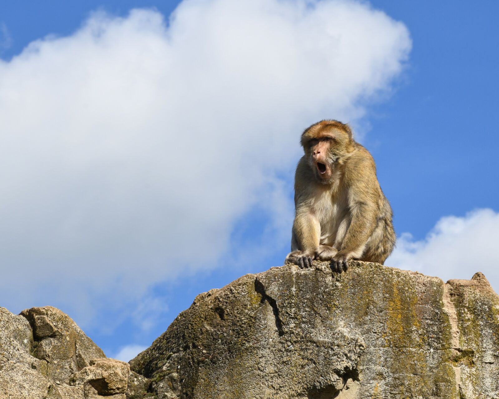 Nikon D500 sample photo. Monkey, rock, barbary macaque photography