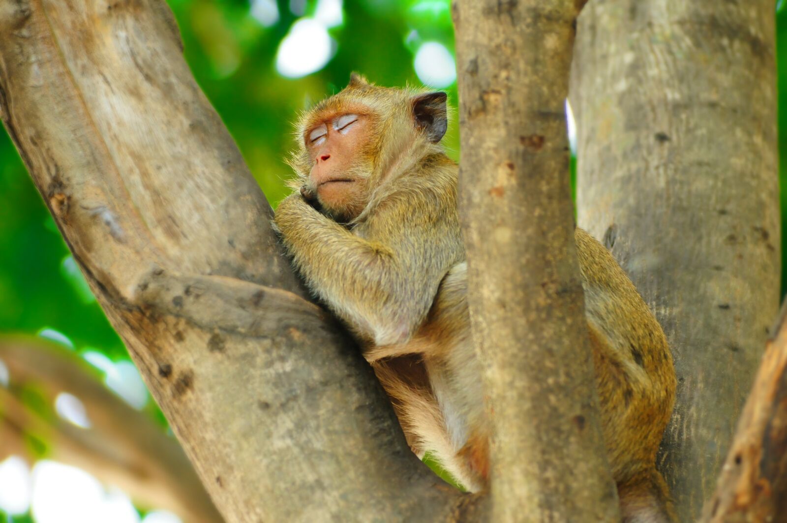 Nikon D300 sample photo. Monkey, wildlife, primate photography