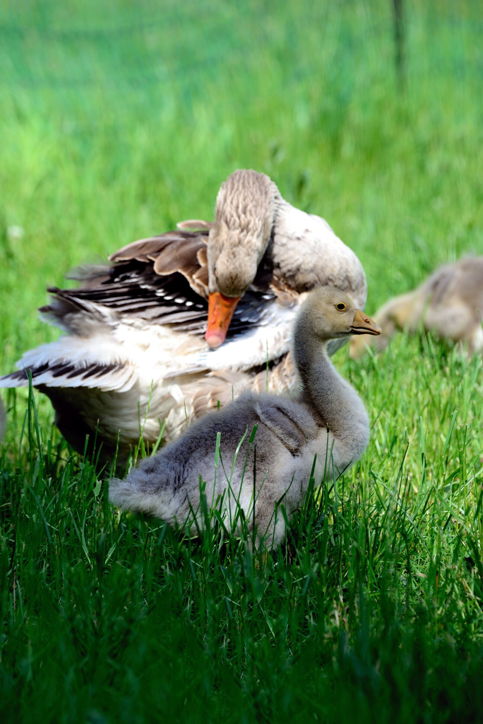 Nikon D610 sample photo. Goslings, geese, chicks photography