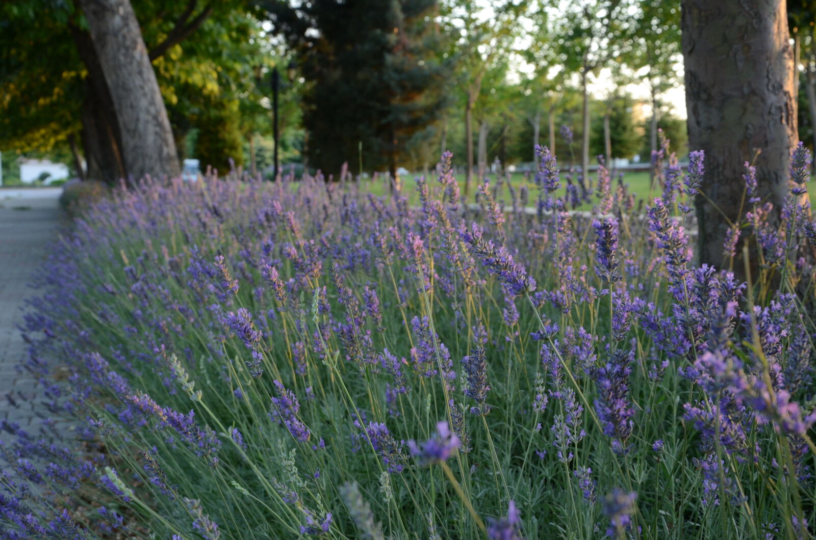 Nikon D7000 sample photo. Flower, konya, lavander, lavanta photography