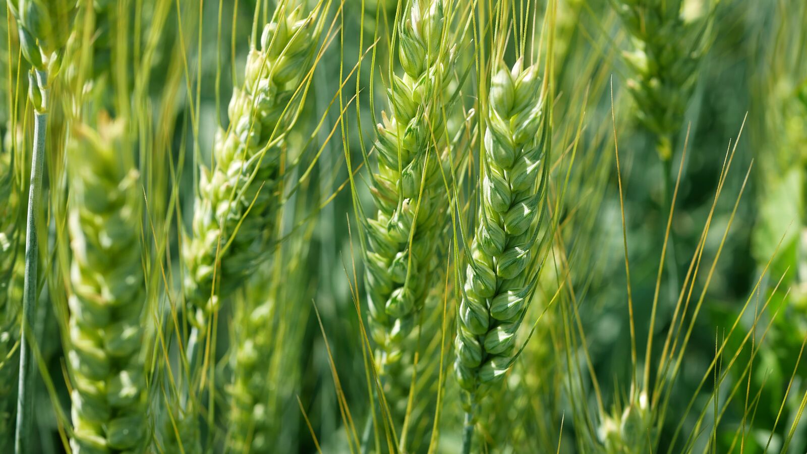 Panasonic Lumix DMC-GX85 (Lumix DMC-GX80 / Lumix DMC-GX7 Mark II) sample photo. Landscape, wheat, field photography