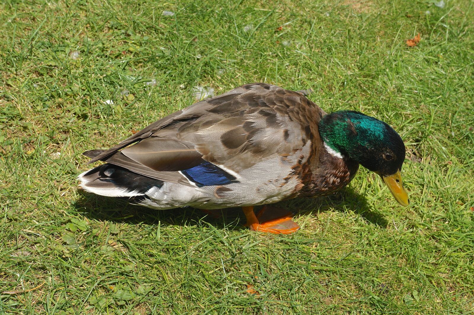Sony Alpha NEX-F3 + Sony E 18-55mm F3.5-5.6 OSS sample photo. Animal, bird, duck photography