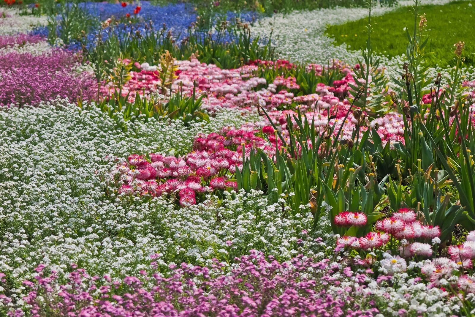 Olympus OM-D E-M10 sample photo. Flowers, flower meadow, nature photography