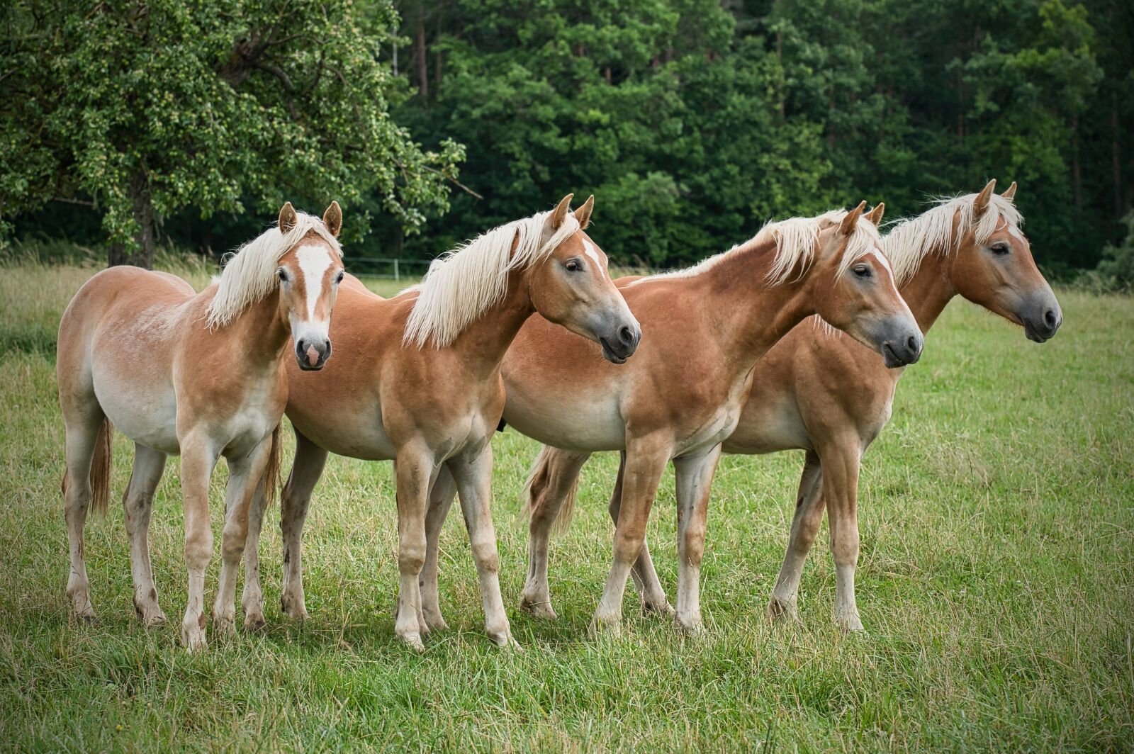 Nikon Z6 sample photo. Haflinger, horses, animal photography
