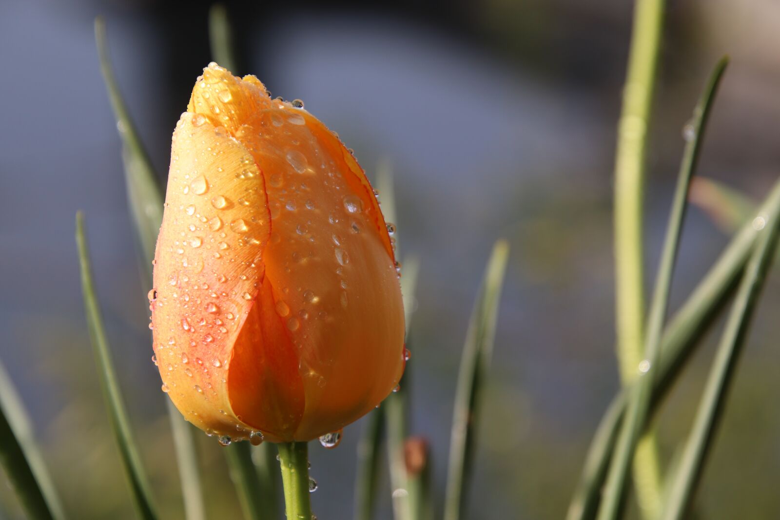 Canon EOS 800D (EOS Rebel T7i / EOS Kiss X9i) sample photo. Tulip, yellow, dew photography