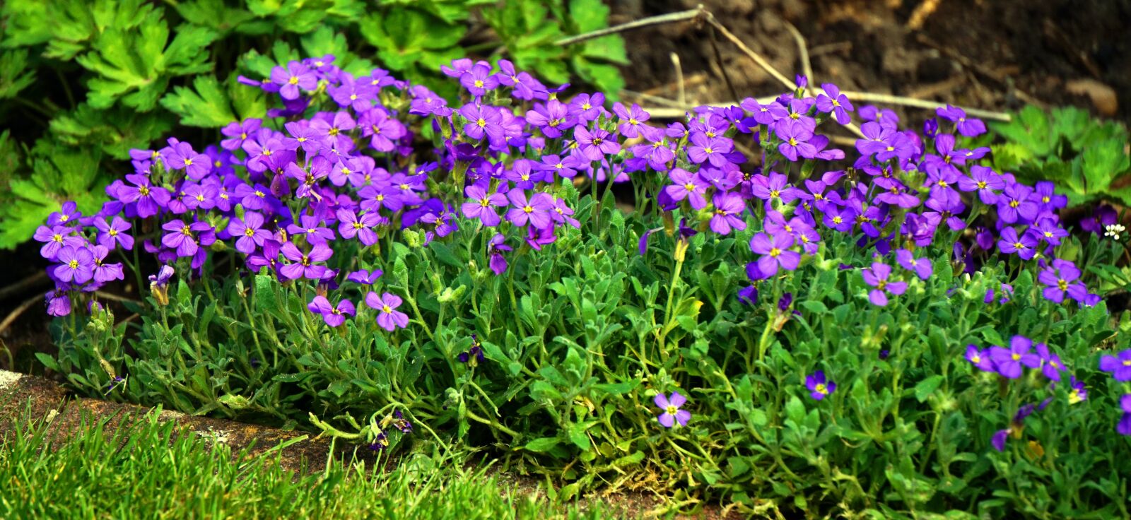 Sony Alpha a5000 (ILCE 5000) + Sony E 55-210mm F4.5-6.3 OSS sample photo. Flower, plant, nature photography