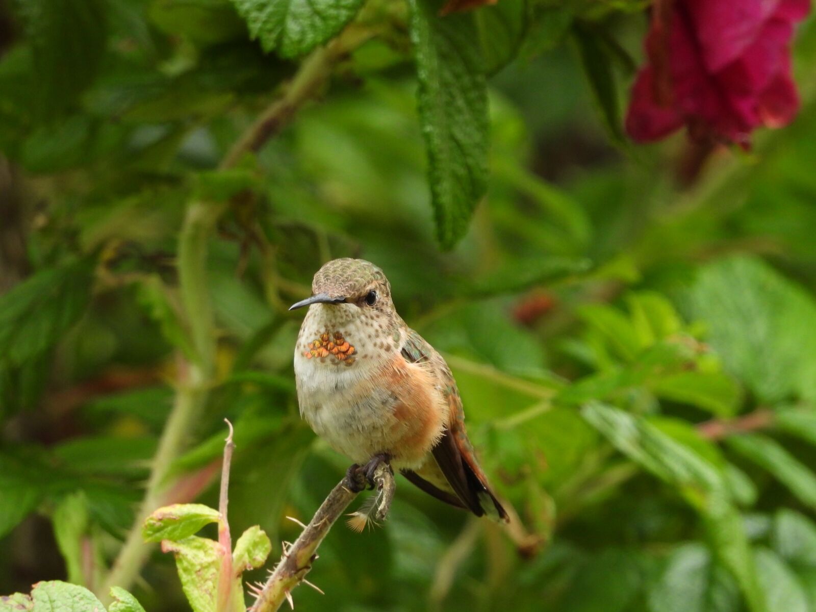Nikon Coolpix P1000 sample photo. Hummingbird, small, bird photography