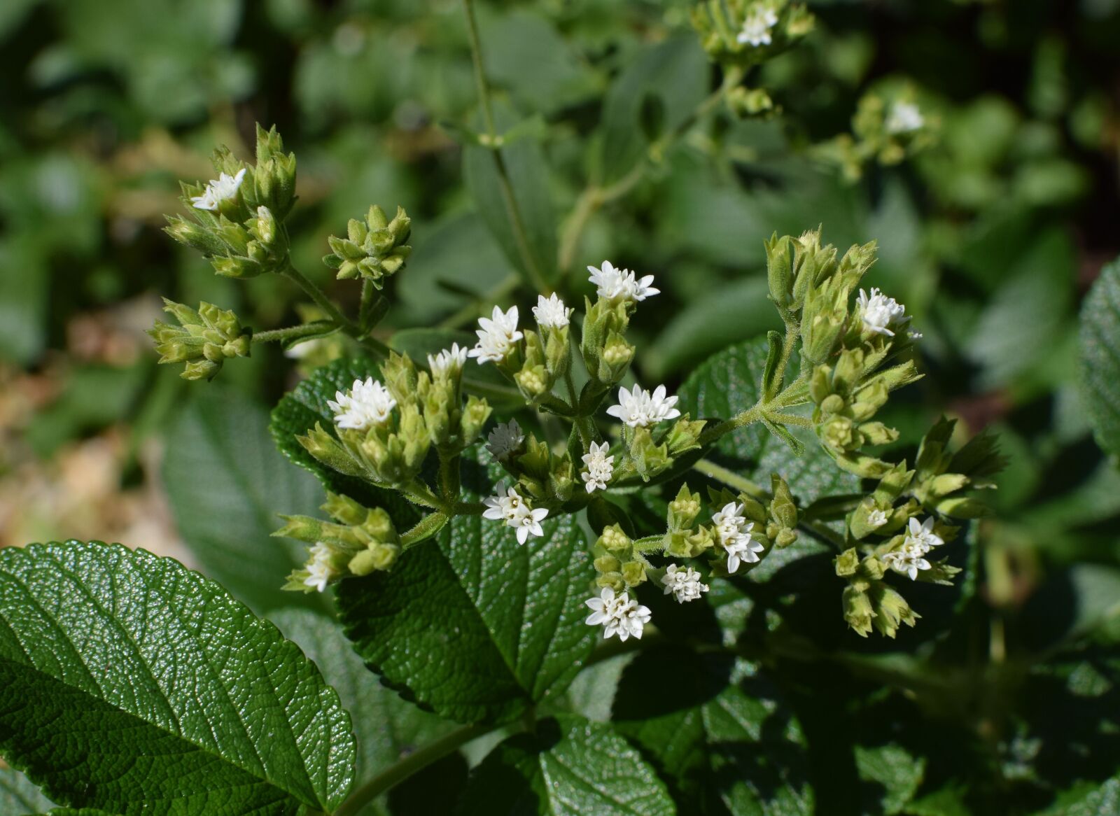 Nikon D3300 sample photo. Stevia flowers against rose photography