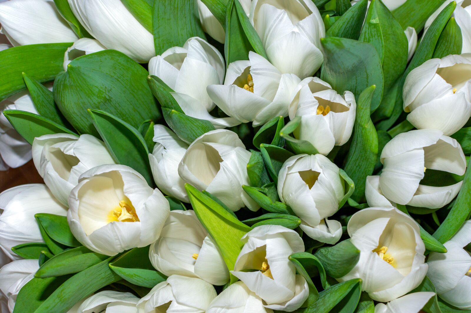 Nikon D3200 sample photo. Tulip, bouquet, flowers photography