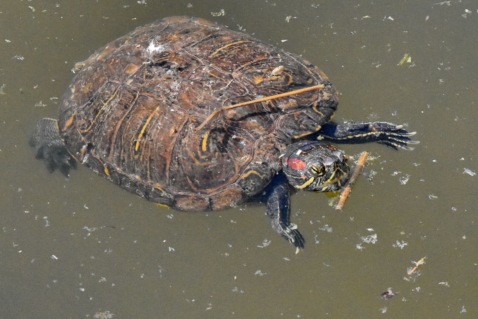 Nikon D5500 sample photo. Reptile, wildlife, water, turtle photography