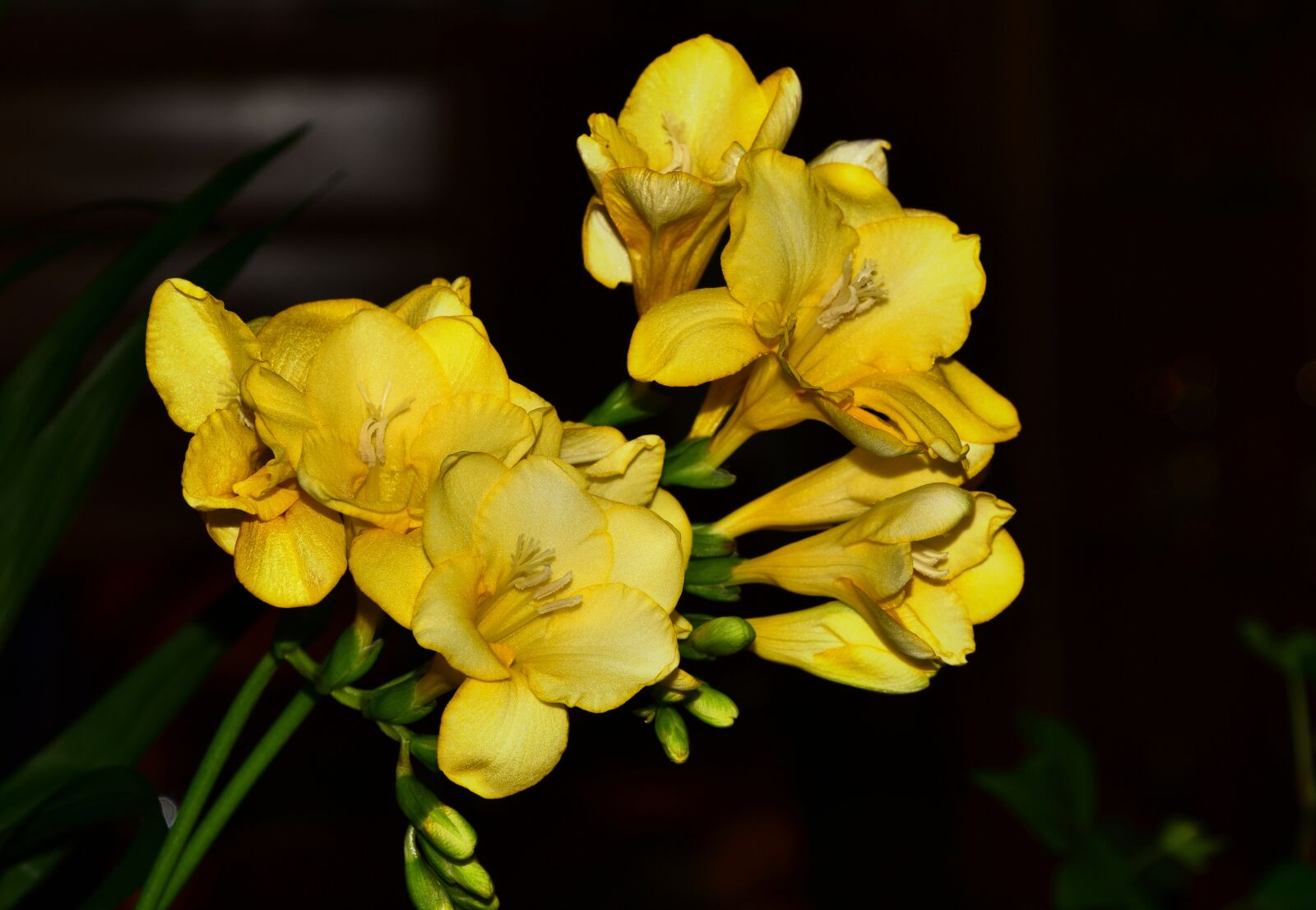 Nikon D3300 sample photo. Yellow freesia, spring flowers photography