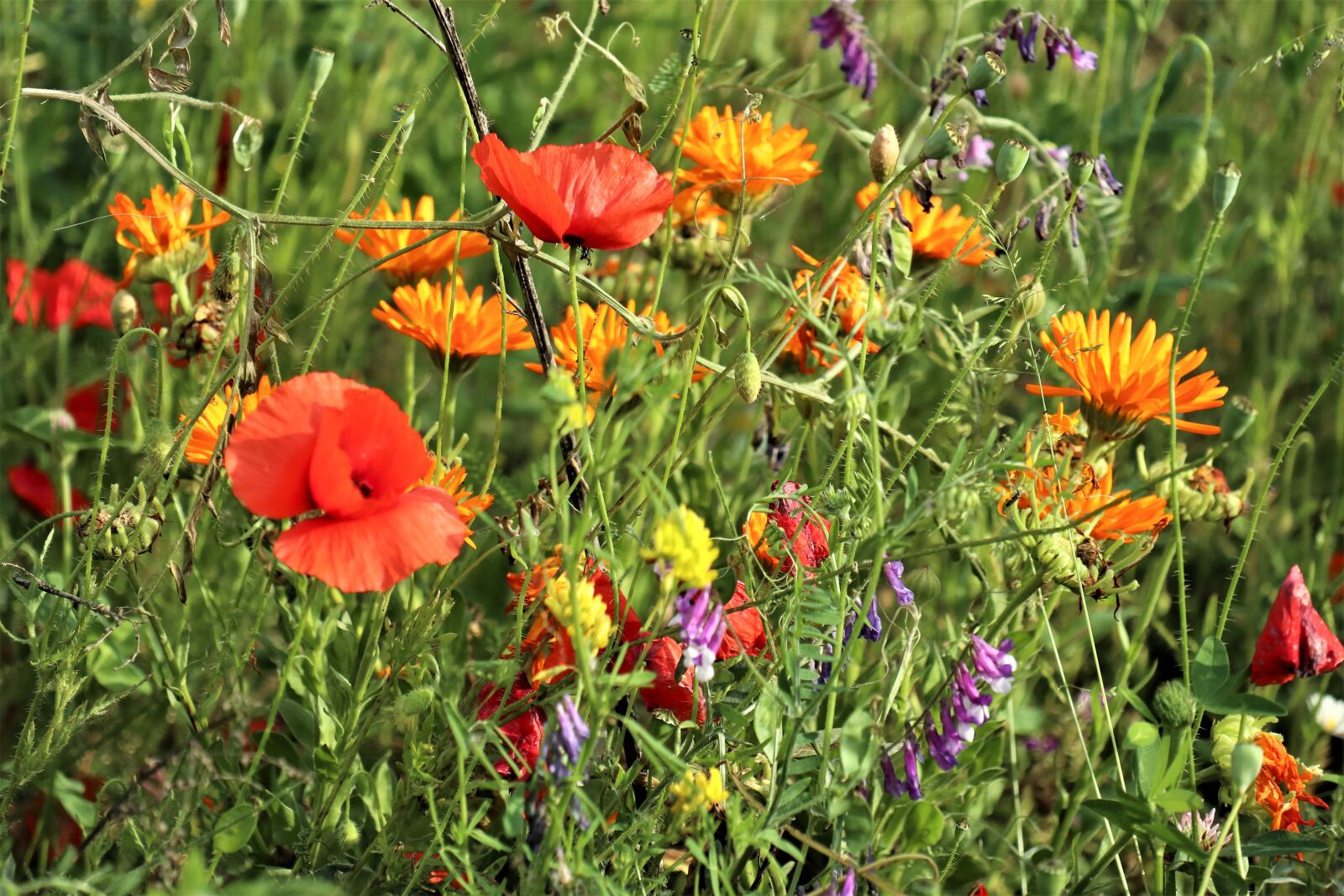Canon EOS M6 sample photo. Flowers, meadow, grass photography