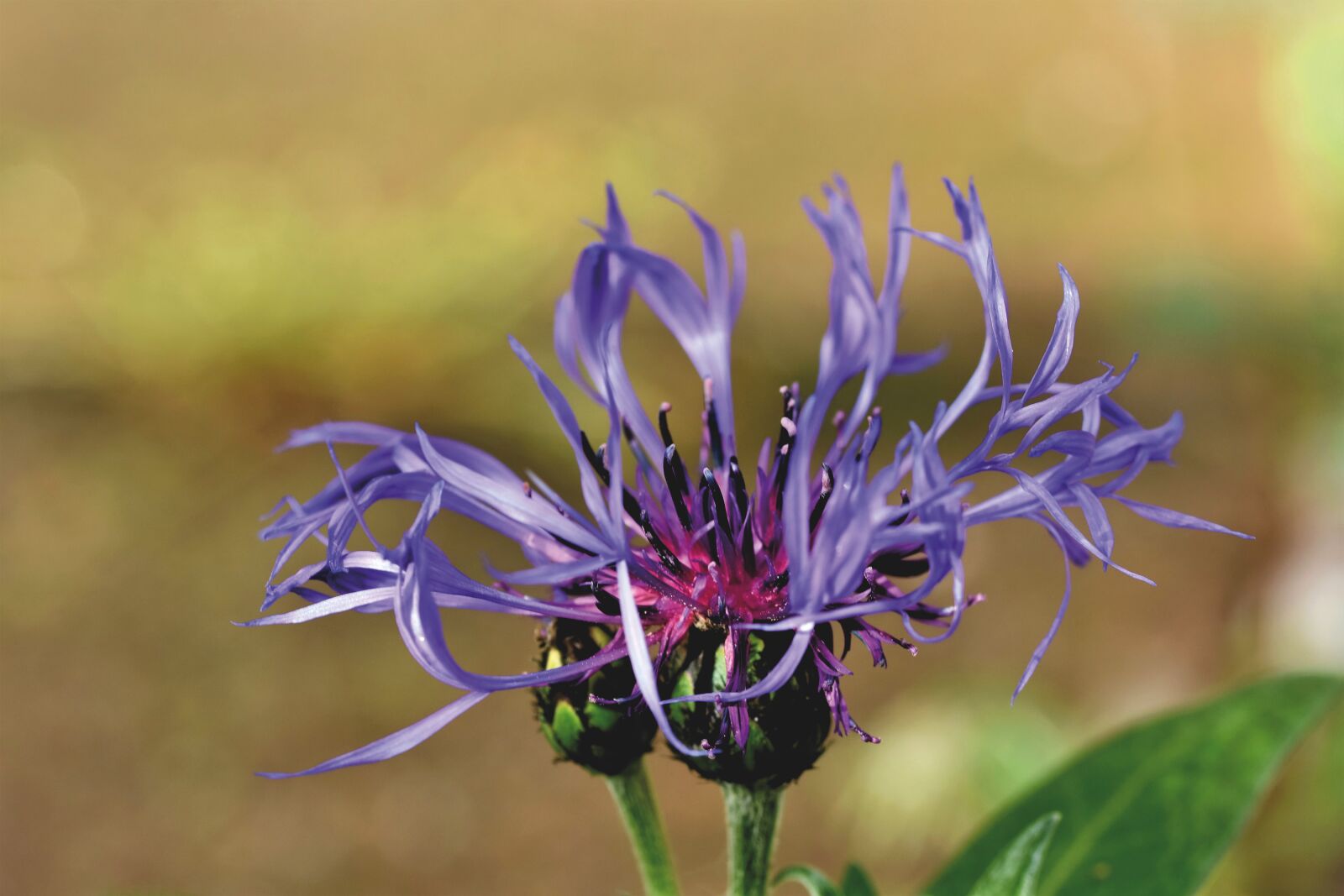 Nikon D7200 sample photo. Alpine cornflower, centaurea montana photography