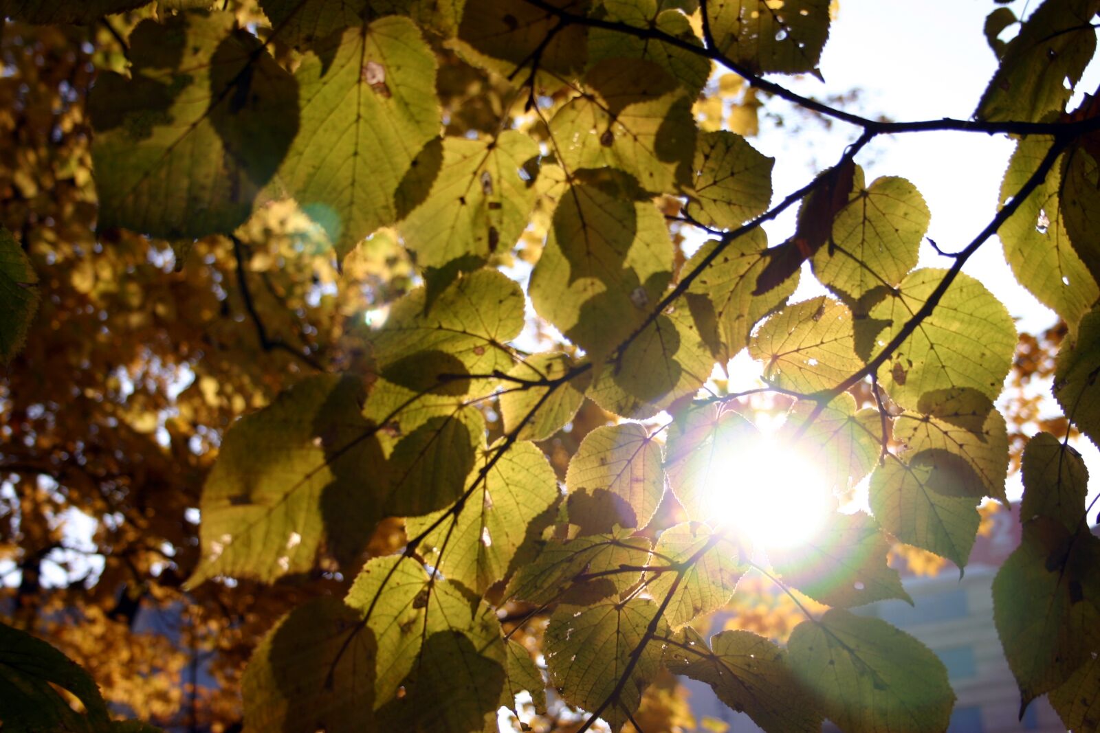 Canon EOS 300D (EOS Digital Rebel / EOS Kiss Digital) sample photo. Autumn, foliage, nature photography
