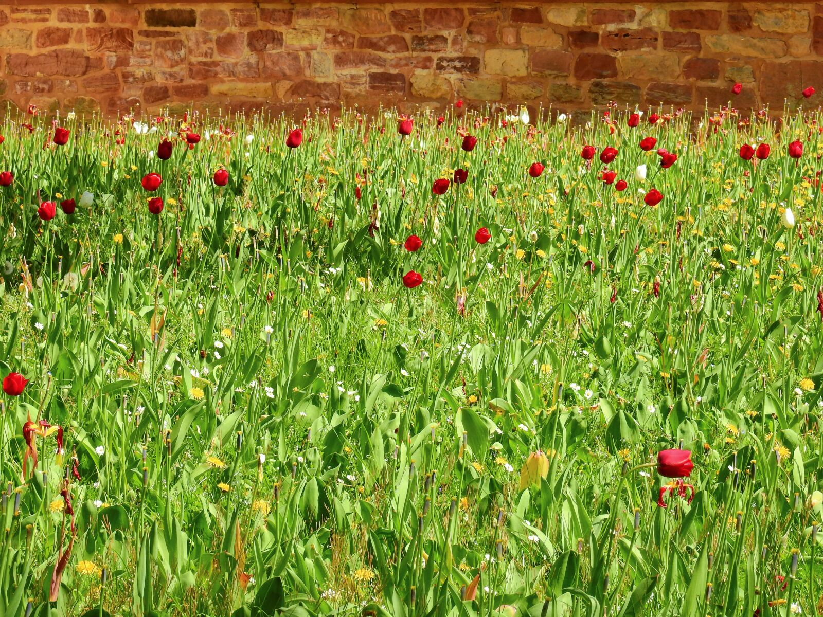 Nikon Coolpix P900 sample photo. Grass, meadow, flowers photography