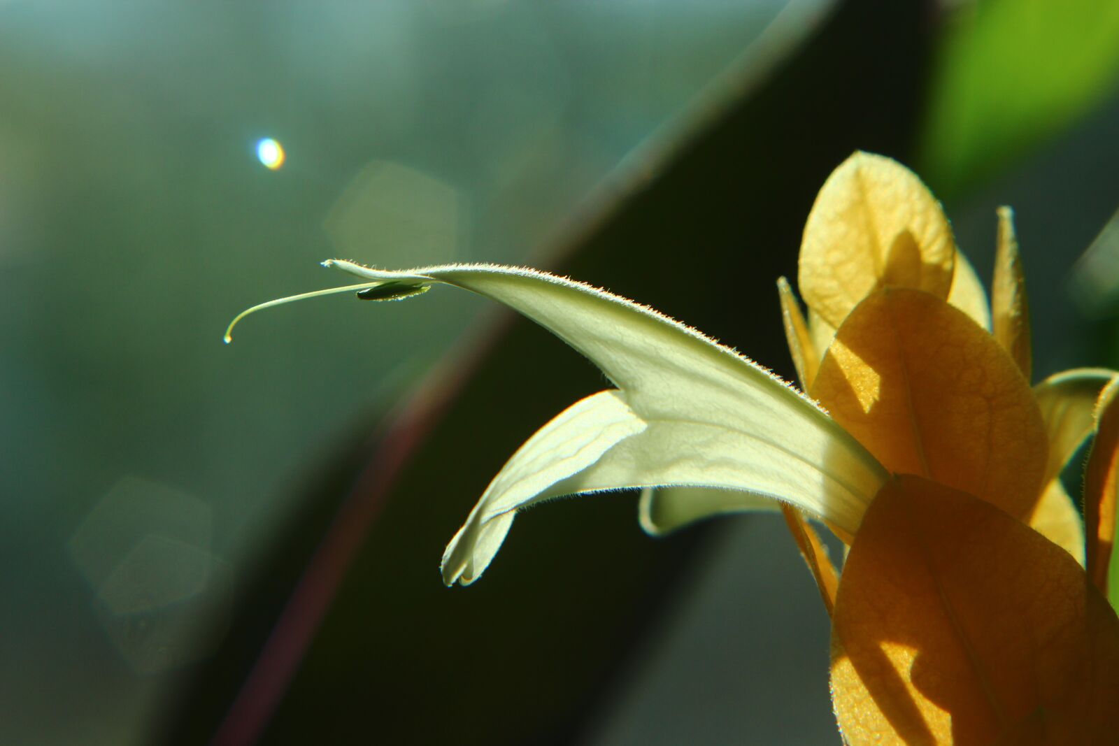 Canon EOS 600D (Rebel EOS T3i / EOS Kiss X5) + Canon EF 50mm F1.8 II sample photo. Banana blossom, chichewa mouth photography