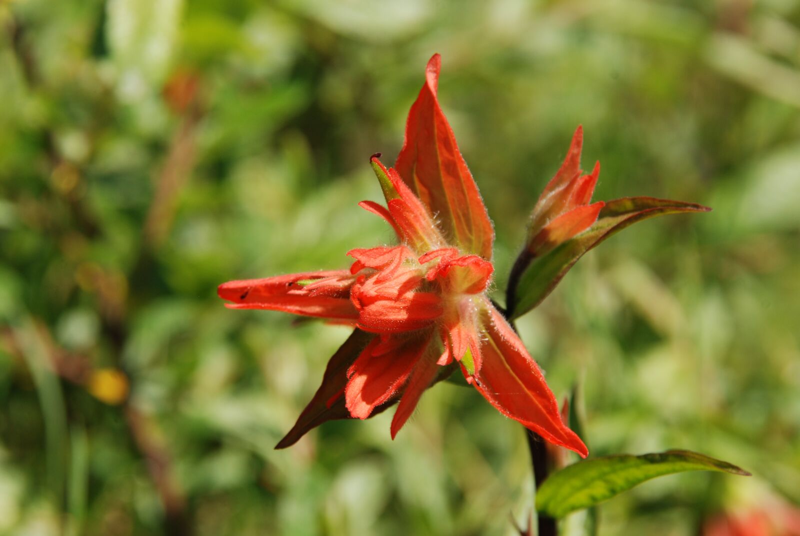 Nikon D80 sample photo. Flower, indian paintbrush, red photography