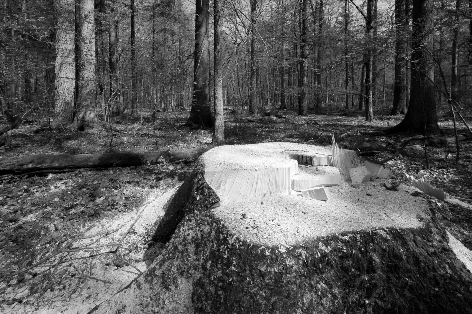 Fujifilm XF 10-24mm F4 R OIS sample photo. Forest, wood, tree photography